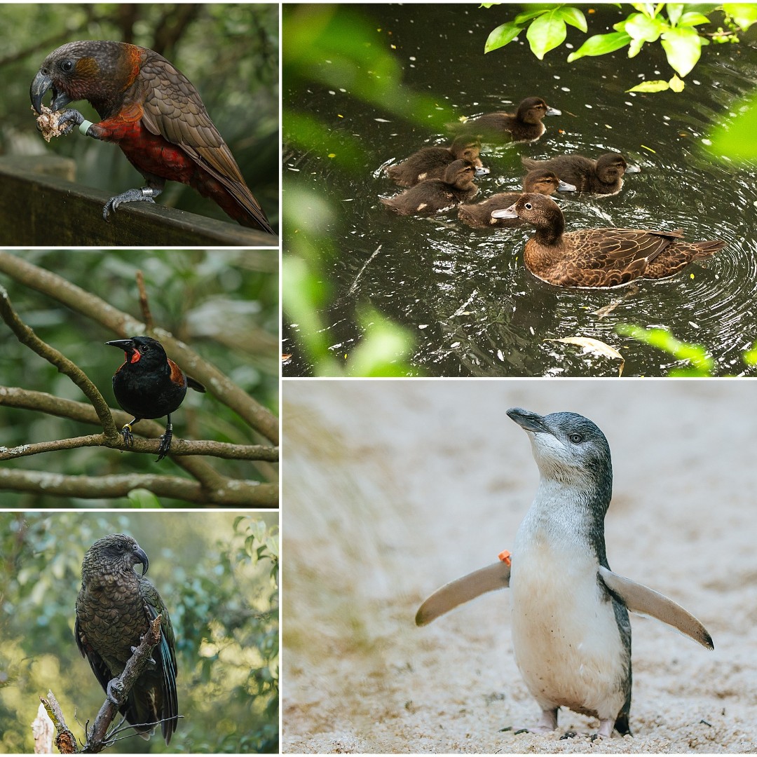 We’re calling on everyone to forego letting off fireworks this #GuyFawkes and enjoy nature’s natural ‘fireworks’ – our sparkling night sky! 🌟 Learn the reasons why here - aucklandzoo.co.nz/news/celebrate…