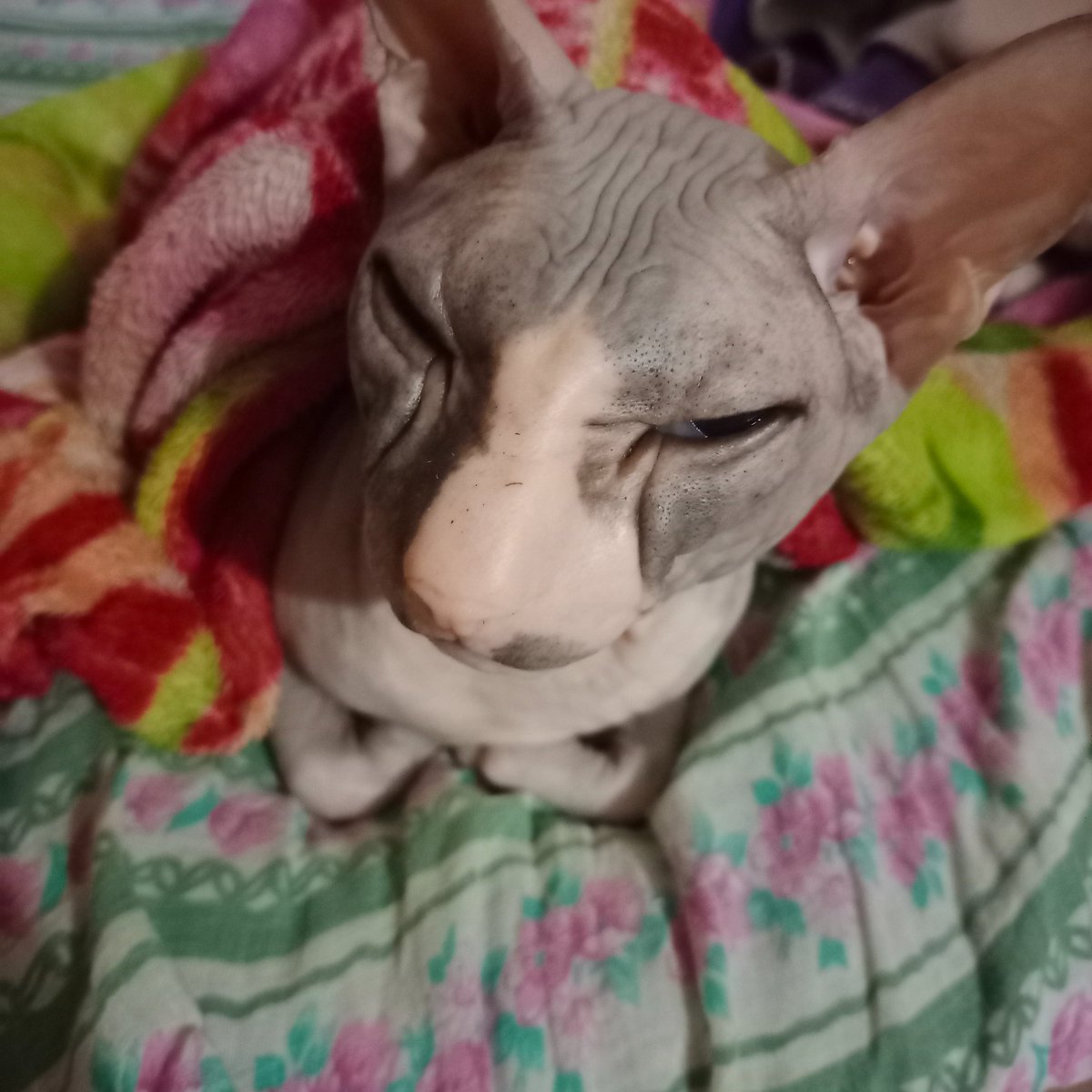 CarpetLazy's tweet image. I love my cat so much! He's so cute that I want to cry :')

#Cat 
#sphinxcat