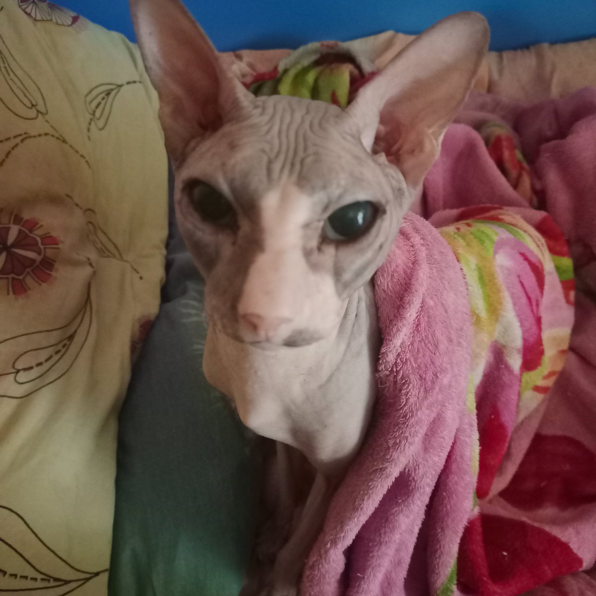 CarpetLazy's tweet image. I love my cat so much! He's so cute that I want to cry :')

#Cat 
#sphinxcat