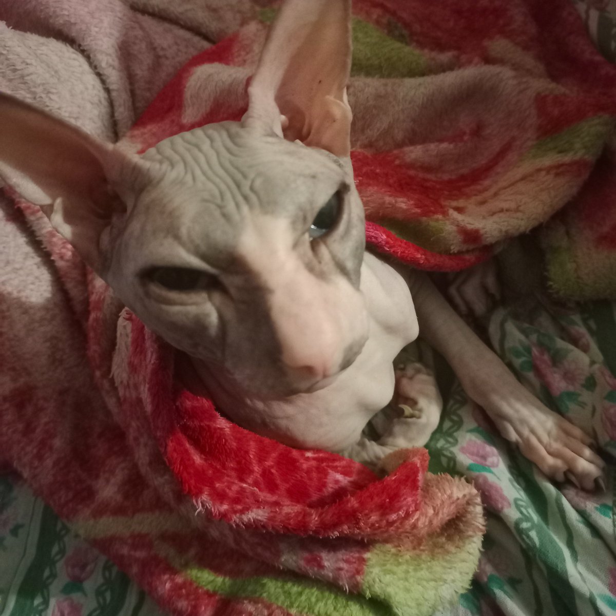 CarpetLazy's tweet image. I love my cat so much! He's so cute that I want to cry :')

#Cat 
#sphinxcat