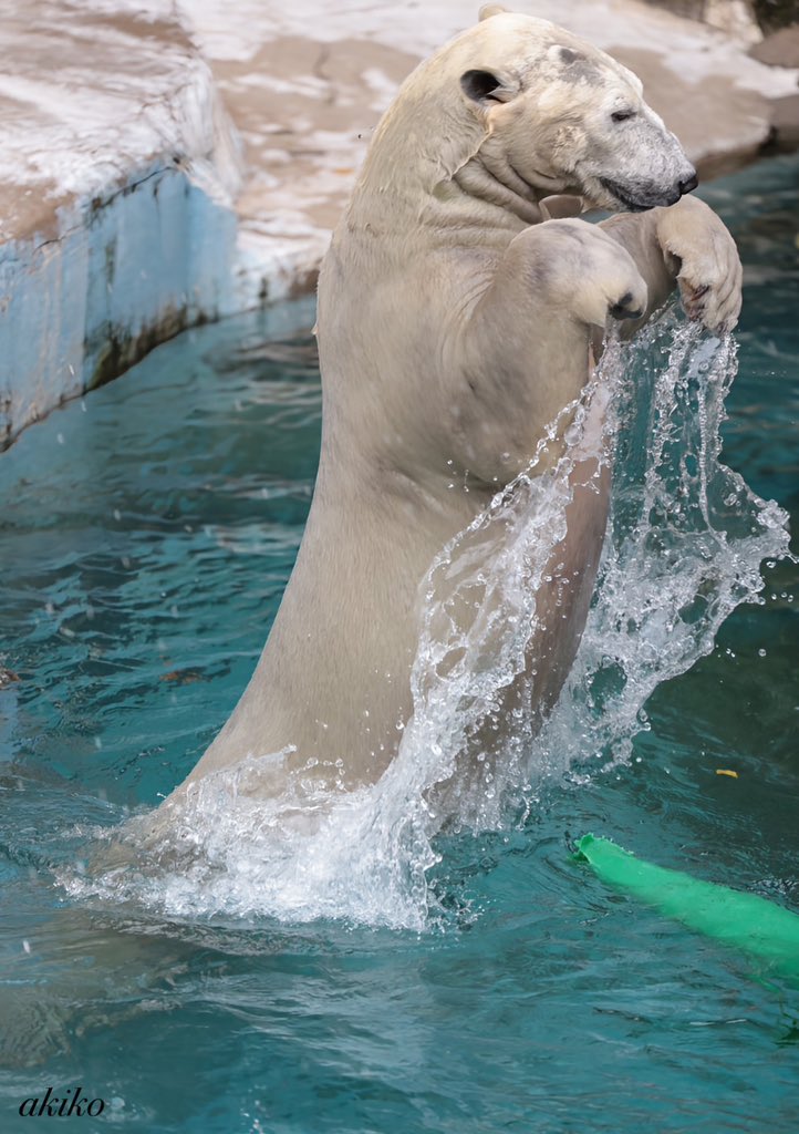 akiko424551's tweet image. おはようございます☀
今日はハロウィン🎃ということで、かわいいおばけ👻ポーズのホウちゃんです。
素敵な1日をお過ごし下さい。2024.10

#天王寺動物園 #ホッキョクグマ #ホウちゃん
#1日1ホウちゃん #polarbear