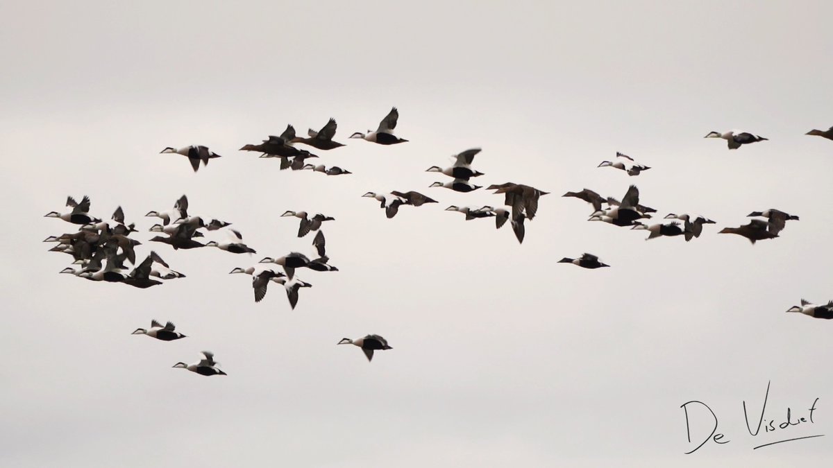 DeVisdief's tweet photo. Een dagje vogels kijken op Schiermonnikoog. Dat vogelfeest begint al in Lauwersoog en als we met de boot op weg zijn naar dit geweldige Waddeneiland vooral als de eiders langs vliegen: https://t.co/G4BrzkX9Js #eiders #schiermonnikoog #waddenzee https://t.co/2W3Y4ueLSE
