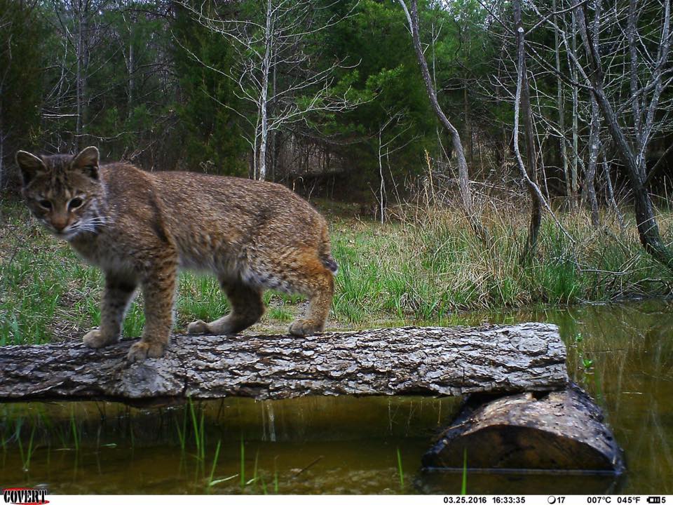Trail_Cams's tweet photo. https://t.co/PhvzKVd6gy