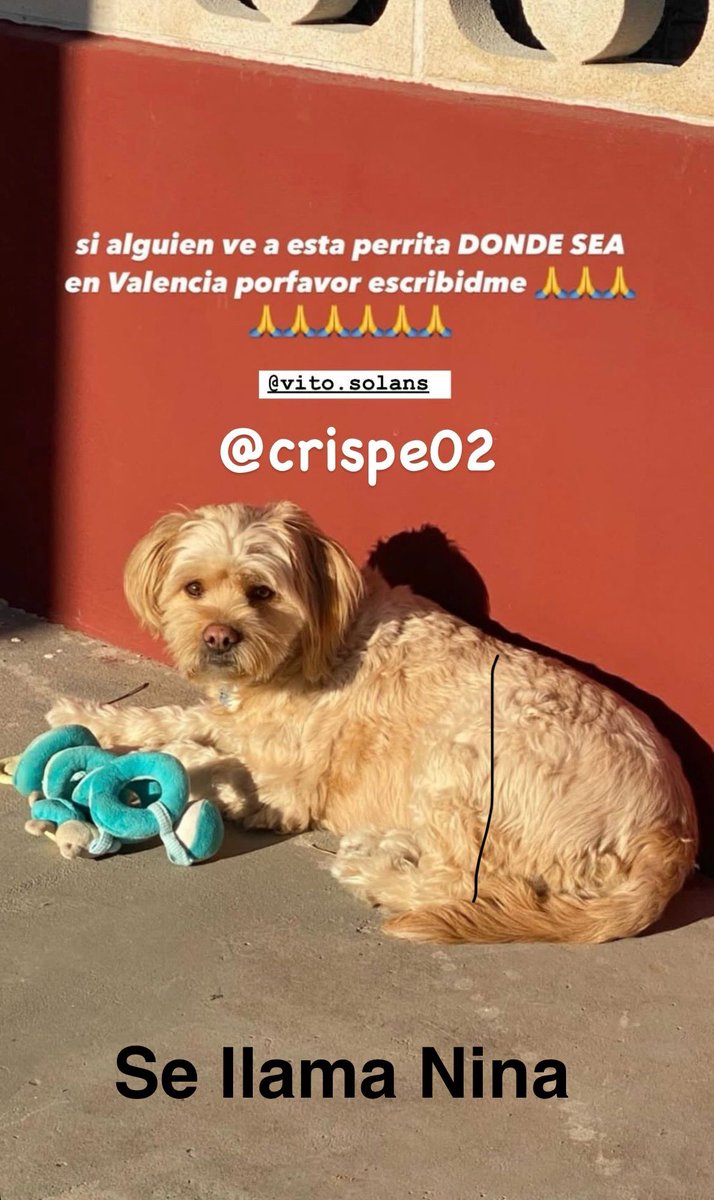 crispe02's tweet photo. Se ha perdido si alguien la ve avisarme por favor. Se llama Nina. Zona Masía del Juez Torrente #inundaciones #dana #Valencia https://t.co/5Av1BOUWL2