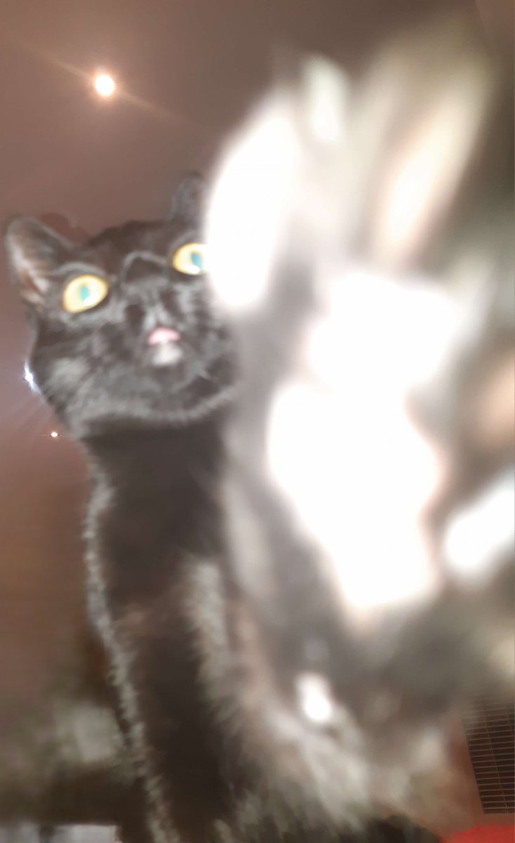 InfernoZXV's tweet photo. @TheAxolotlSun Beast https://t.co/iIwaKSp1uQ