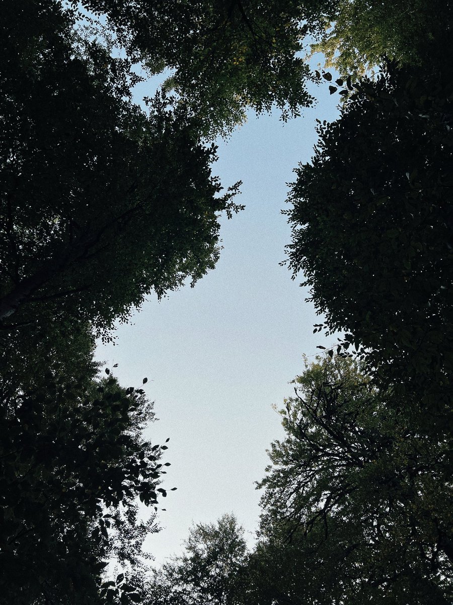 itzmoggy's tweet photo. 🌳🌱... https://t.co/TGAxBOkzrV