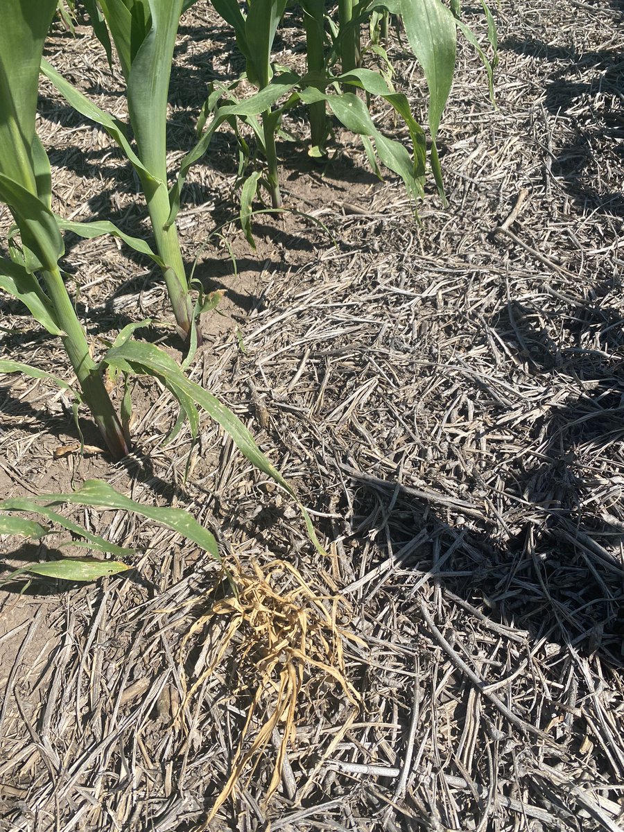 AndresAlayon5's tweet photo. Maíz DK 7447Trecepta + Laudis !!! Nueva genética nueva tecnología para el control de malezas y obtener óptimos resultados!!!
@agroterrauy @EnriquecarlosO 
Dolores , Uruguay 🌽🌽🌽🌽 https://t.co/YTRO3GoaFc