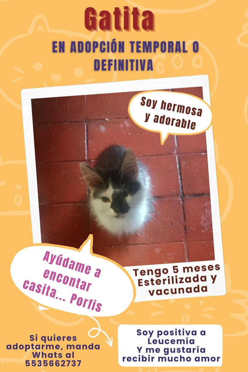 🐾🐾Gatitos a salvo🐾🐾 tweet media