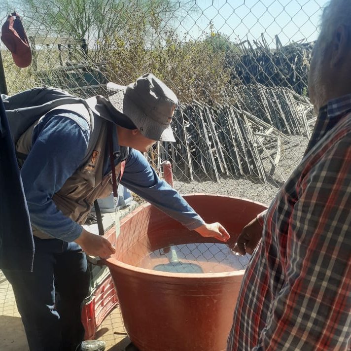 ssaludsonora's tweet photo. 🟢 Personal de vectores del #DistritodeSalud02 continua con las visitas domiciliarias para control larvario en ejido Último Esfuerzo en Caborca.

#SaludSonora https://t.co/kxWr0WU5aU
