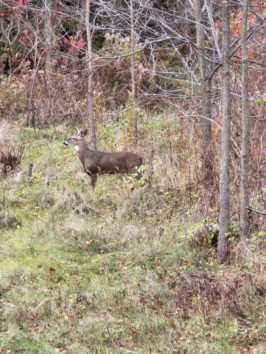 Almost November and hunting in t-shirt and shorts . Wild