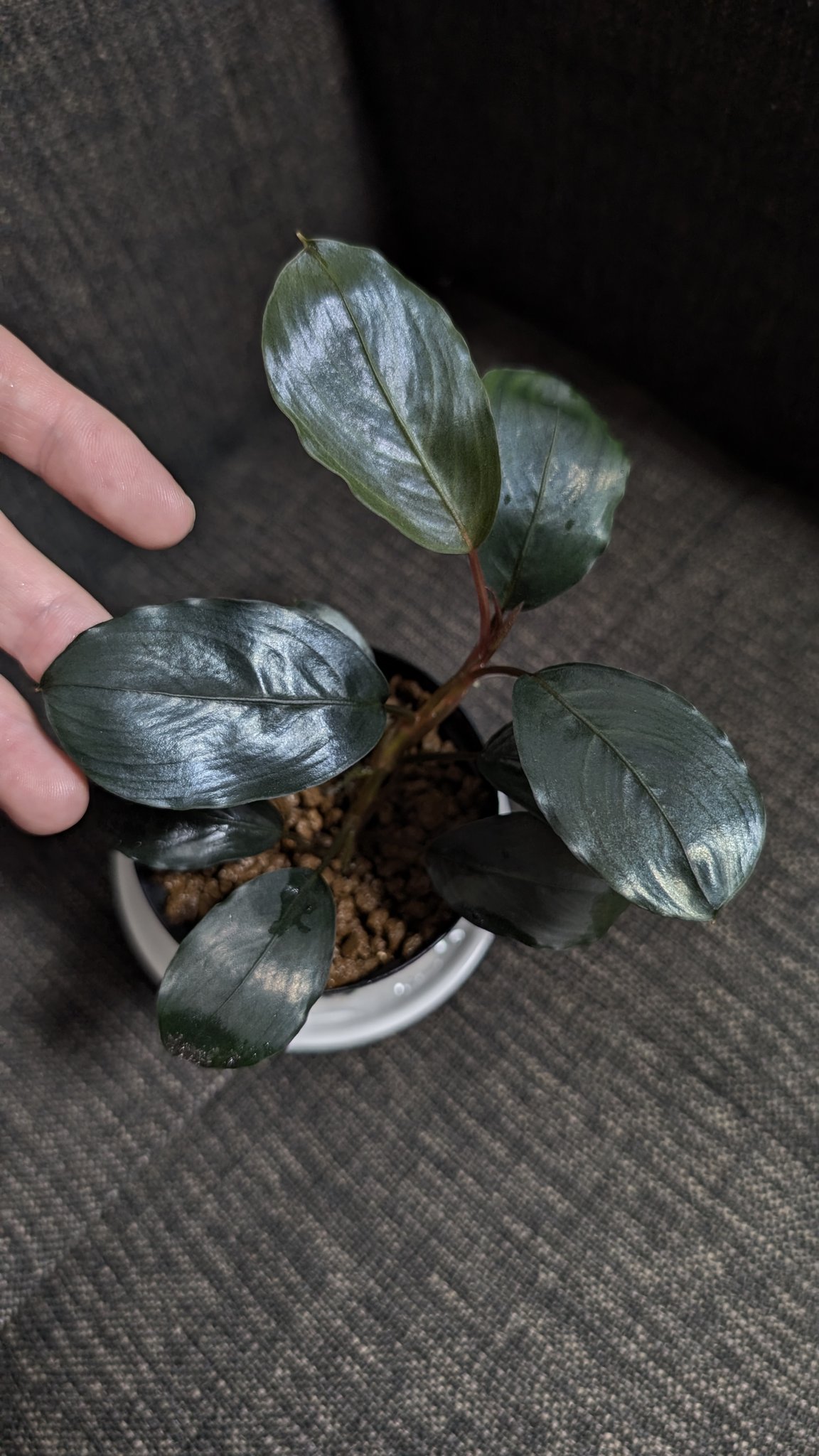 Bucephalandra sp.