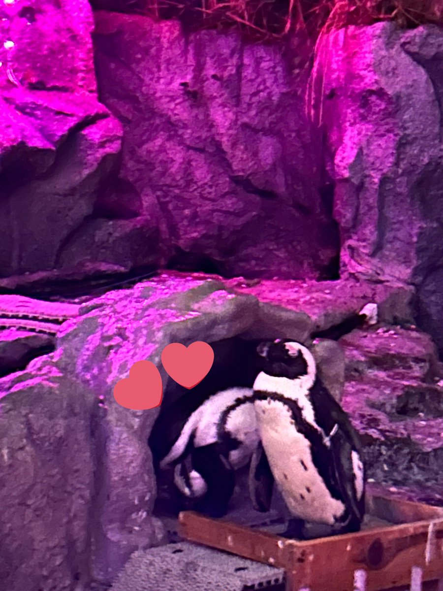 arom_Nana's tweet photo. こんにちは！

本日10/31は【12:00〜20:00】の出勤です✨

水族館行ってきました🍣
夜遅い時間だったのにペンギンが出てきてくれててラッキーでした🐧🤍

10月ラスト！本日もお問い合わせお待ちしてます☎︎

#メンズエステ　#大宮メンズエステ https://t.co/EHb9v7OXVi