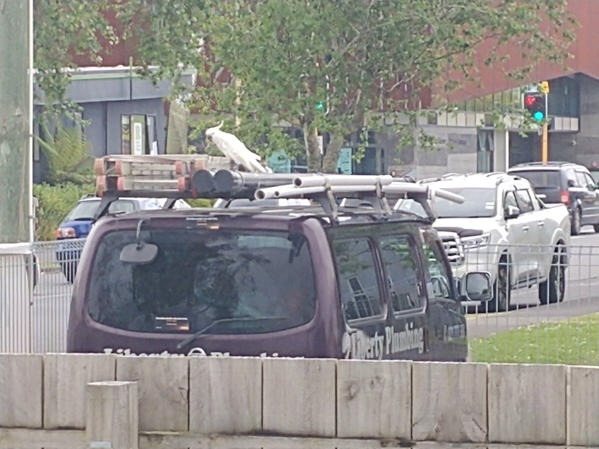 drchrispook's tweet photo. Is anyone in #Ranui missing a pet cockatiel? #WAkl https://t.co/ZxdAv9u0p0