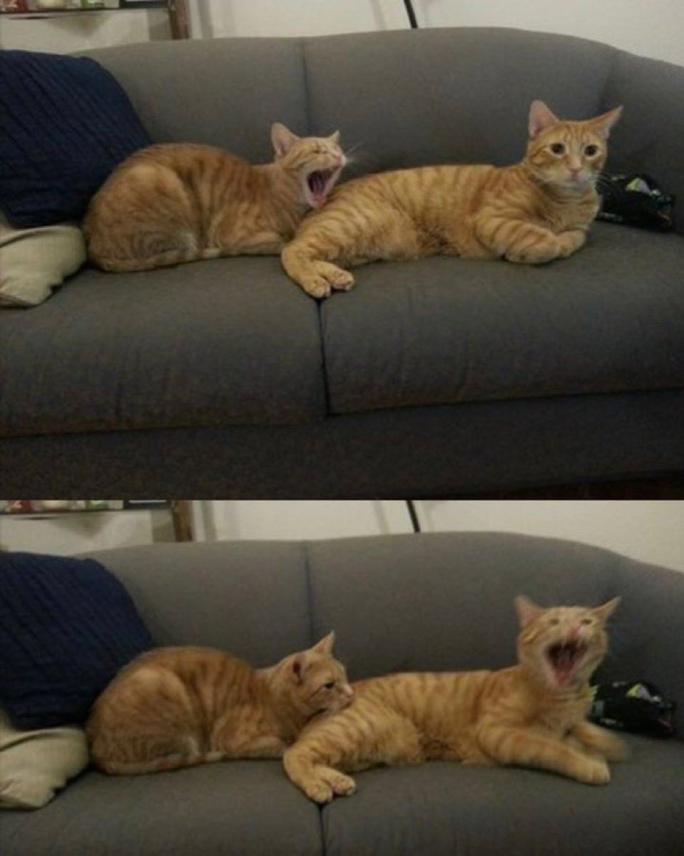 PunchingCat's tweet photo. “OUCH!” https://t.co/ER7x7HbIpd