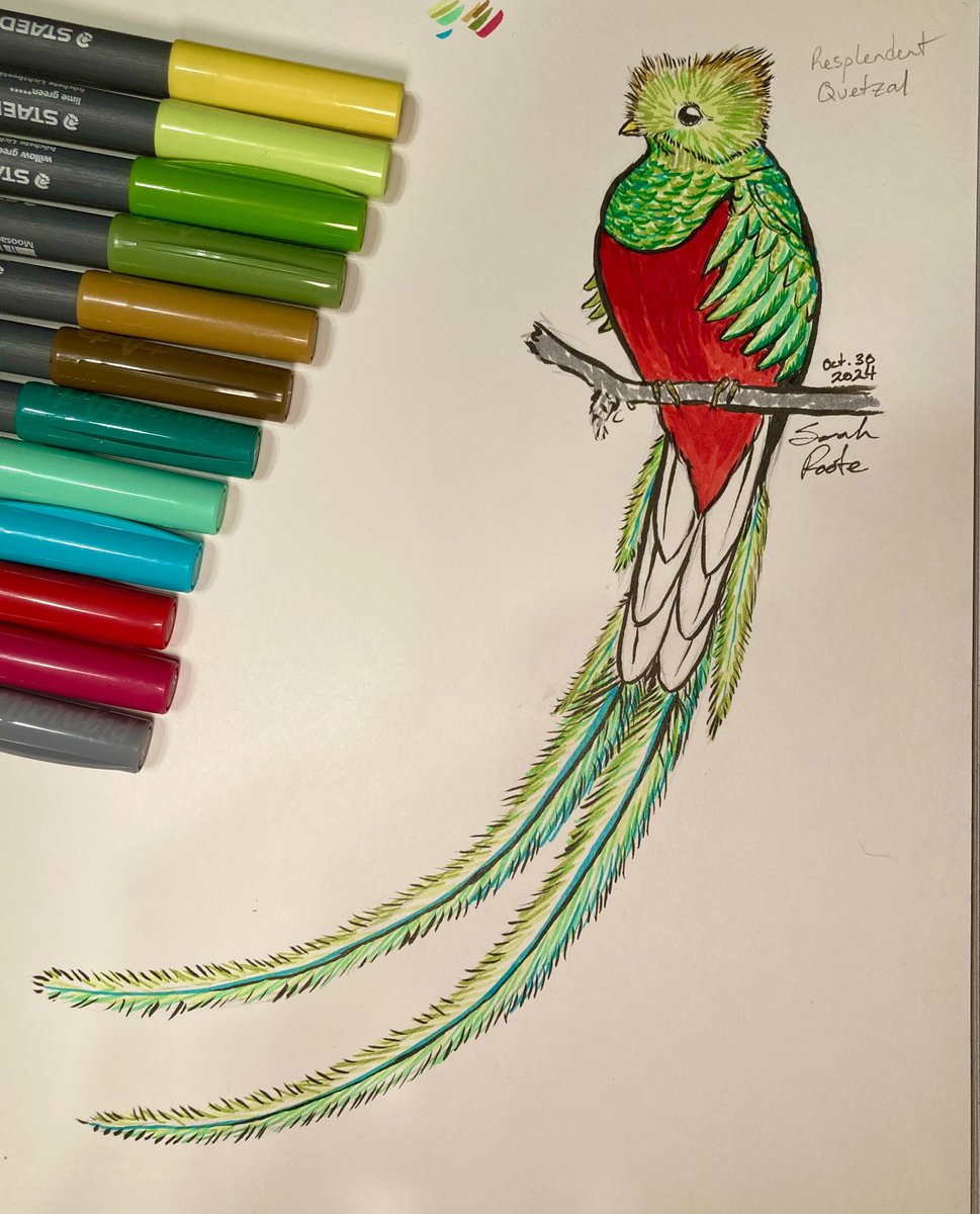 SunCatRune's tweet photo. InkTober #30 - Resplendent Quetzal

If ever there was a bird that looked like a mythical creature, the Quetzal might be it. No wonder they were so important in Maya and Aztec cultures, featuring prominently in myth and legend.

#inktober2024 #inktober #drawtober https://t.co/8yIfIQRIsT