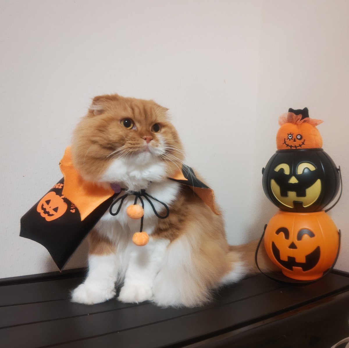 oremimidanodano's tweet photo. 👻🎃HappyHalloween🎃👻

 #茶トラ  #今年はマントにしてみた
 #HappyHalloween2024 https://t.co/TULW1FvqrD