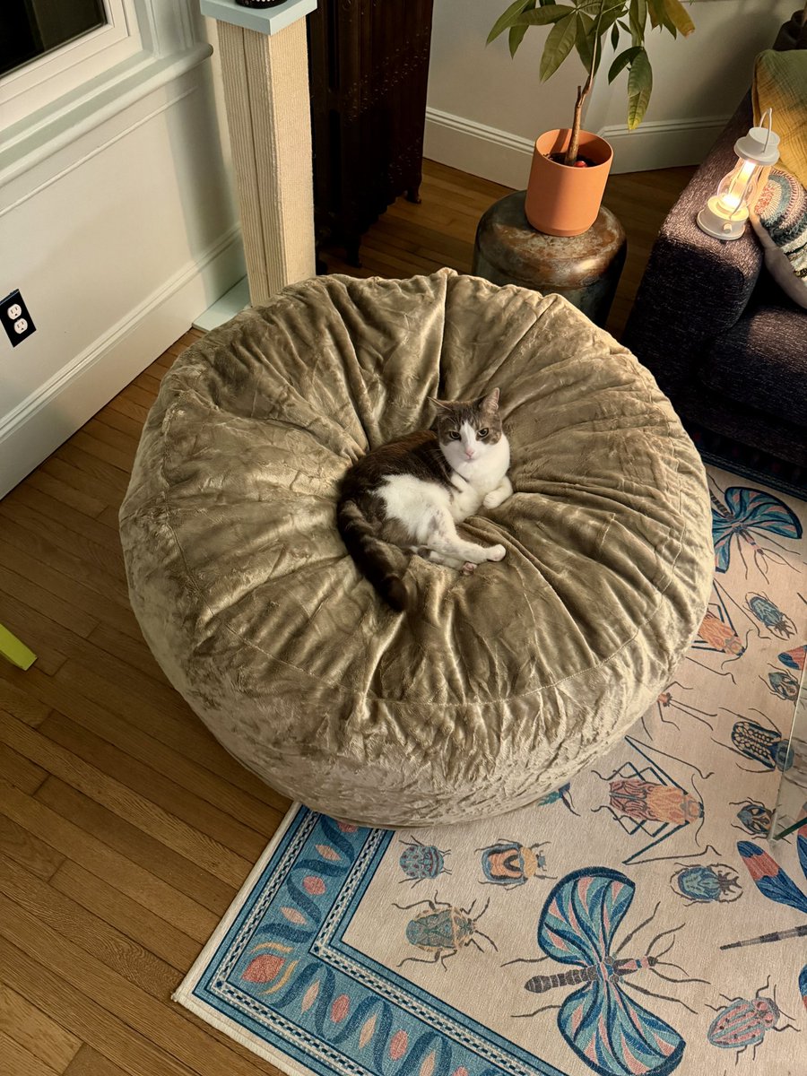 Is this too big of a cat bed