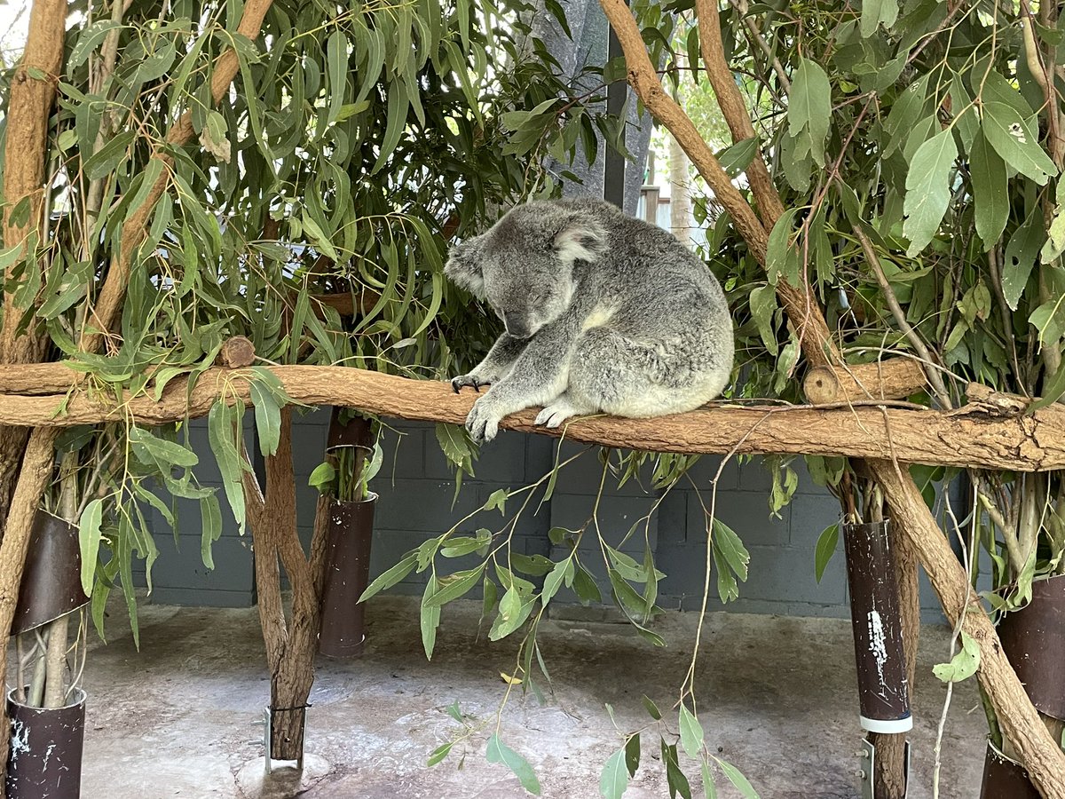 NATSUMiHareonna's tweet photo. カンガルーもコアラも眠そう😴
LIVE前にみんなで動物園に行って来たよ🤣
ライブに招待して来た🤘🦘😝
Kangaroo looks sleepy😴
Before the LIVE, we all went to the zoo🤣
I invited you to the live show🤘🦘😝 https://t.co/4vtCdCFD70