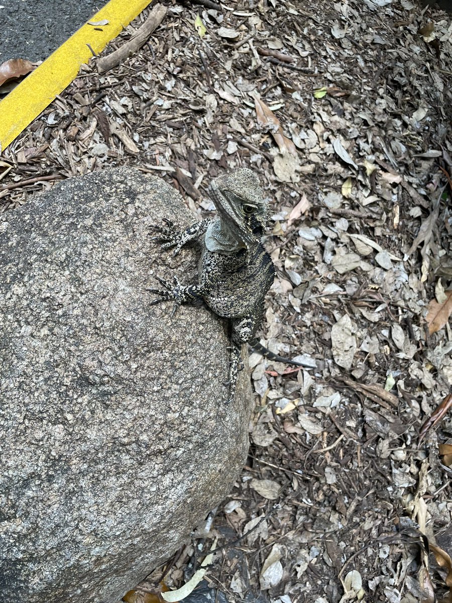 NATSUMiHareonna's tweet photo. カンガルーもコアラも眠そう😴
LIVE前にみんなで動物園に行って来たよ🤣
ライブに招待して来た🤘🦘😝
Kangaroo looks sleepy😴
Before the LIVE, we all went to the zoo🤣
I invited you to the live show🤘🦘😝 https://t.co/4vtCdCFD70