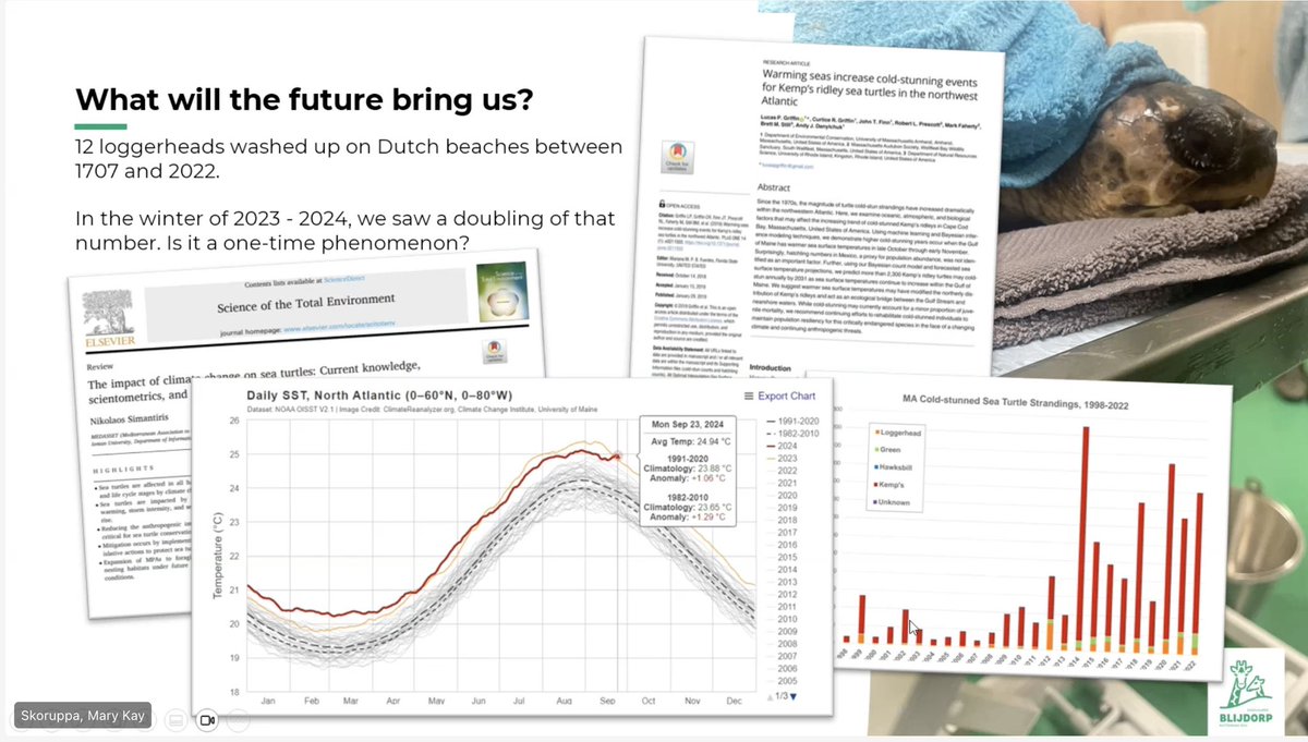 🚨 Cold stunning is the MOST significant stranding cause in Texas and warming SST mean #’s on the rise ❄️🐢

Huge thanks to <a href="/Donna_J_Shaver/">Donna J. Shaver, Ph.D.</a> and <a href="/PadreIslandNPS/">Padre Island N.S.</a> for the training and to Mark <a href="/RotterdamZoo/">Diergaarde Blijdorp</a> for some insight into ⬆️ cold strandings in the North Sea! 🧐