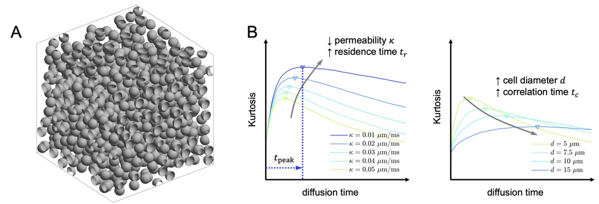 Hong-Hsi Lee (@leehhtw) on Twitter photo What is the time scale to kurtosis peak in a medium of randomly packed permeable cells? Please check our latest paper on MRM for the clean and beautiful answer.
doi.org/10.1002/mrm.30…
<a href="/SusieHuangMDPhD/">Susie Huang</a> <a href="/dimanovikov/">Dmitry Novikov</a> <a href="/elsfi/">Els Fieremans</a> <a href="/MGHMartinos/">MGH Martinos Center</a> <a href="/NYUImaging/">NYU Langone Health Department of Radiology</a> <a href="/cai2r/">Center for Advanced Imaging Innovation & Research</a> What is the time scale to kurtosis peak in a medium of randomly packed permeable cells? Please check our latest paper on MRM for the clean and beautiful answer.
doi.org/10.1002/mrm.30…
<a href="/SusieHuangMDPhD/">Susie Huang</a> <a href="/dimanovikov/">Dmitry Novikov</a> <a href="/elsfi/">Els Fieremans</a> <a href="/MGHMartinos/">MGH Martinos Center</a> <a href="/NYUImaging/">NYU Langone Health Department of Radiology</a> <a href="/cai2r/">Center for Advanced Imaging Innovation & Research</a>