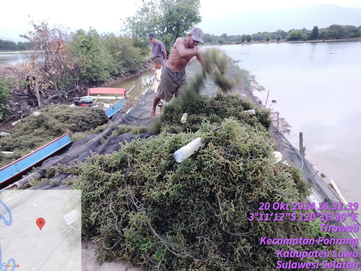 hasrlana80's tweet photo. Ahad(20/10), Hasriana,Luhkan Kab.Luwu, Melaporkan Hasil Panen Budidaya Rumput Laut Kotonii Ketua Pokdakan Cahaya Katonik di Desa Tirowali Kec.ponrang,  Kurang Lebih 1.670 Kg.Harga jual basah Rp.3.000
#GiatLuhkanSatminkalMaros
#luhlapor
@BRPBAP3_Maros
@Puslatluhkp
@bppsdm_kp 
@kkp https://t.co/d4rCFsHcz1