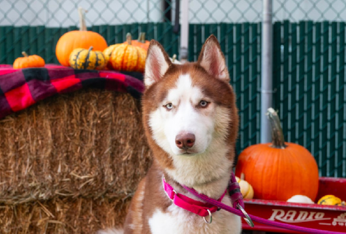 zjnov22's tweet photo. 💐Wow❣️😲 Look at Chop Suey🤩 He is a #Husky
supermodel💖 🐕🤗🤗 He’s 5 years old and ready to
meet his people🌠 💎Please #adopt him if you can🎾🏞️
🚨#Manhattan ACC🚨 ✨ID #211999🌟 #NY #NewYork https://t.co/dKy6jMJmMI