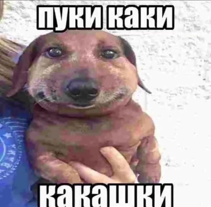 `` щенок | ищу мью tweet media