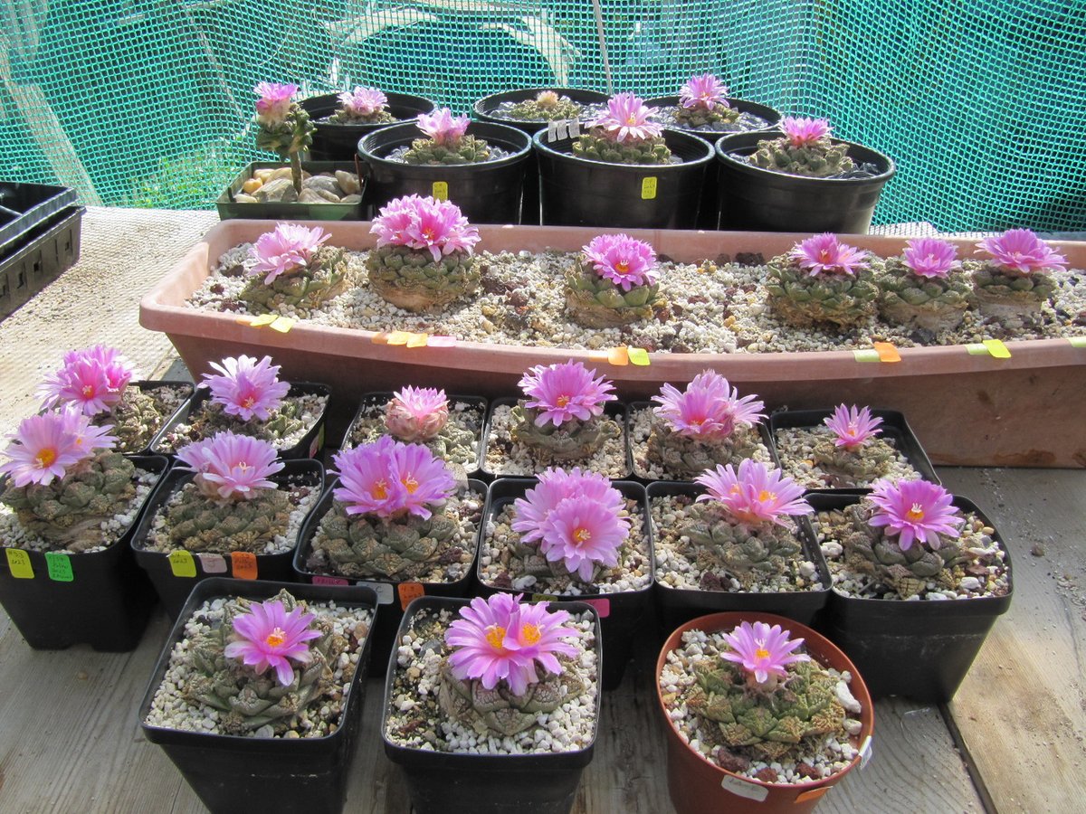 Cactus plant collections take several forms.  My collection is mixed with a variety of species and types.  I have a friend who has a soft spot for the Living Rock Cactus Ariocarpus fissuratus. His collection is mainly  this plant, and when they flower...WOW
