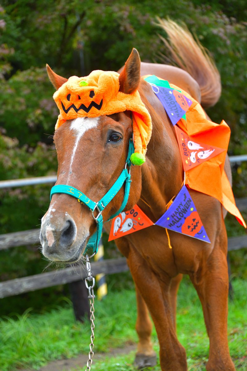 suzuma555's tweet photo. 🎃ℋ𝒶𝓅𝓅𝓎𝕙𝕒𝕝𝕝𝕠𝕨𝕖𝕖𝕟🎃
#エアジハード ハロウィンのすがた🐴🎃 https://t.co/AzuCwZogry