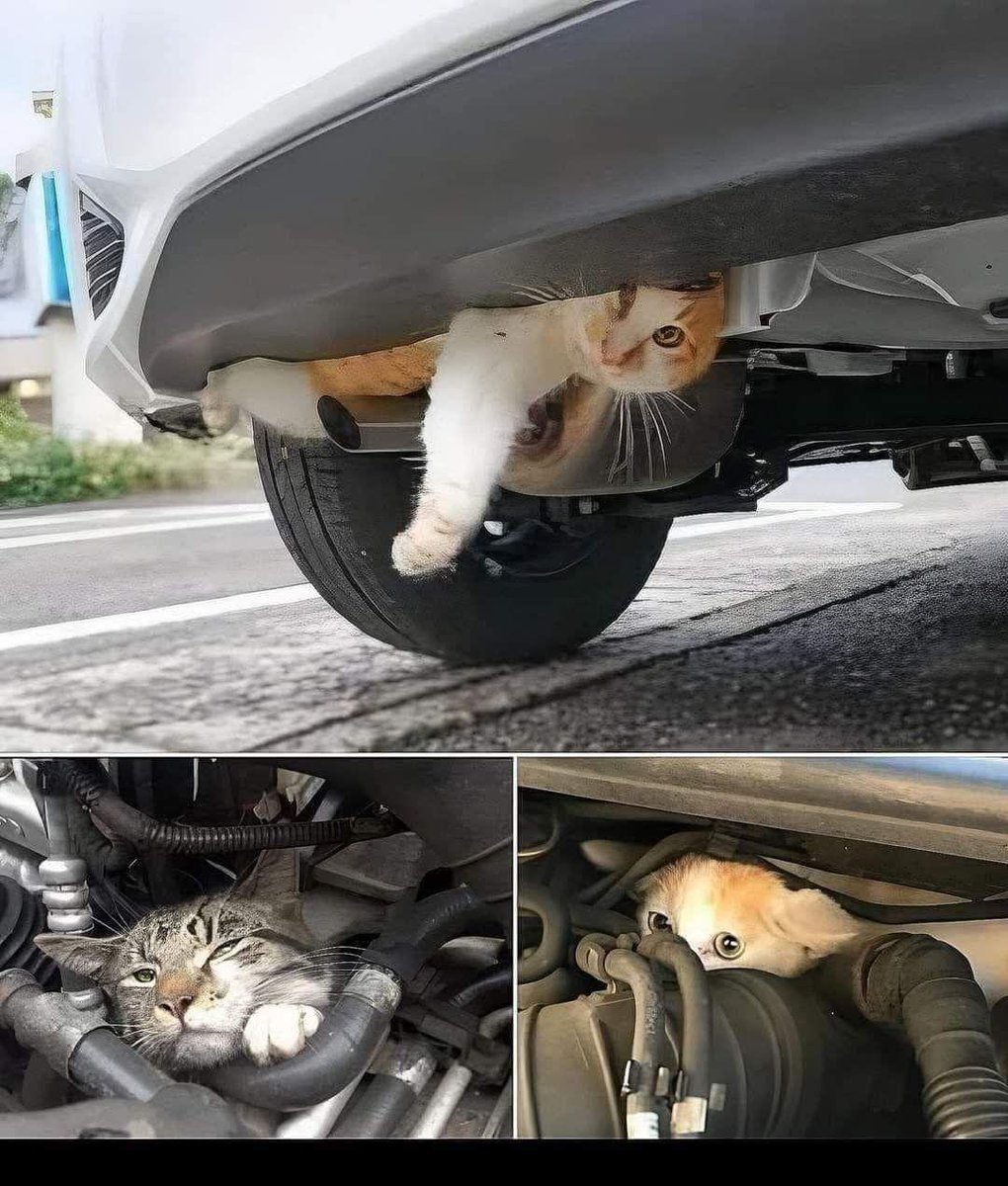 INFORMACIÓN IMPORTANTE
Las temperaturas están cambiando, las noches y los días están empezando a ponerse más fríos afuera, y los gatos que viven en las calles están buscando un lugar cálido para refugiarse.
¡Toca el capó, patea ligeramente los neumáticos y toca la bocina 🙏🏼