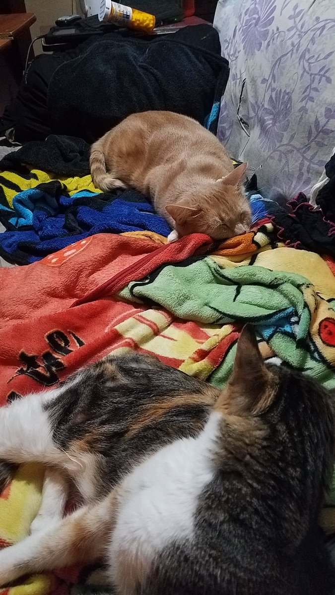MamaN33k's tweet photo. Working on something else because I really wanted to crochet but wanted to do something knew but not ready for that. Cat pics while you wait. Hope you have a wonderful day, night, whatever. 
#gofundme #chronicillness #chronicpain #gastroparesis #littlevictories #crochet #cat https://t.co/2TaXuVGr9V