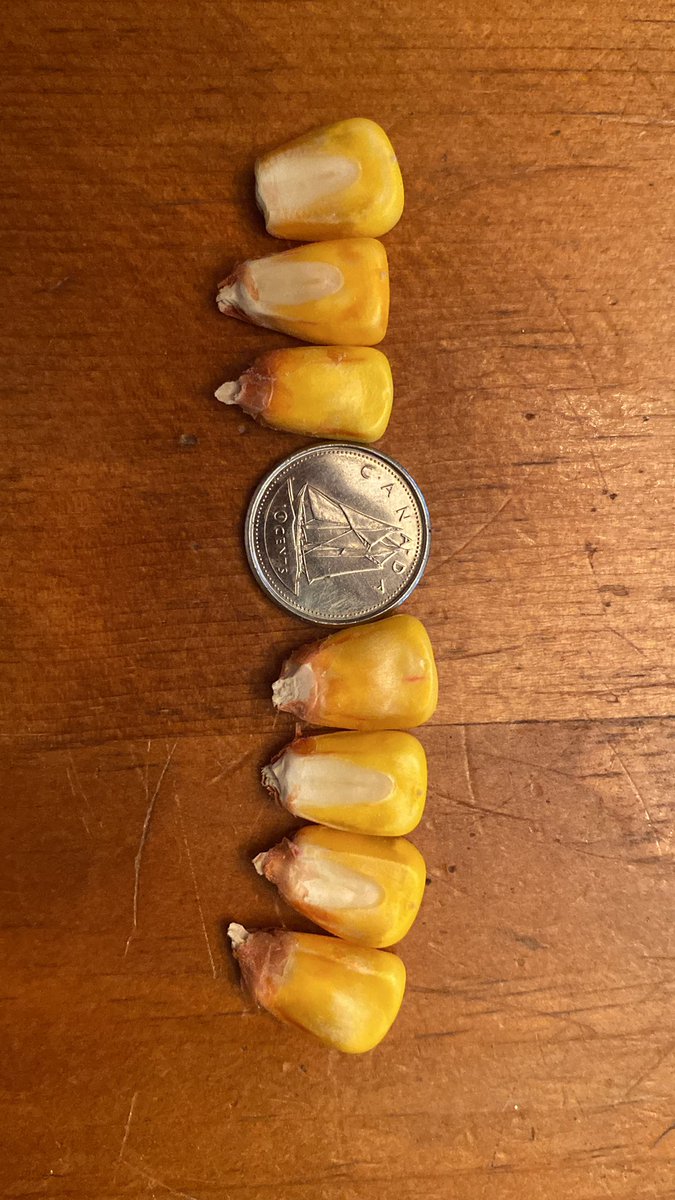 <a href="/ScoutingFields/">Jeff Steiner</a> <a href="/Lgrover95/">Lukas Grove</a> <a href="/PioneerSeedsCA/">Pioneer Seeds Canada</a> I just did the kernel weights on both of those hybrids and they are incredible!  63K and 69K kernels per bu!!  Helps to understand where these big yields are coming from and why yields are exceeding early kernel count estimates that we’re using 80K-90K per bu