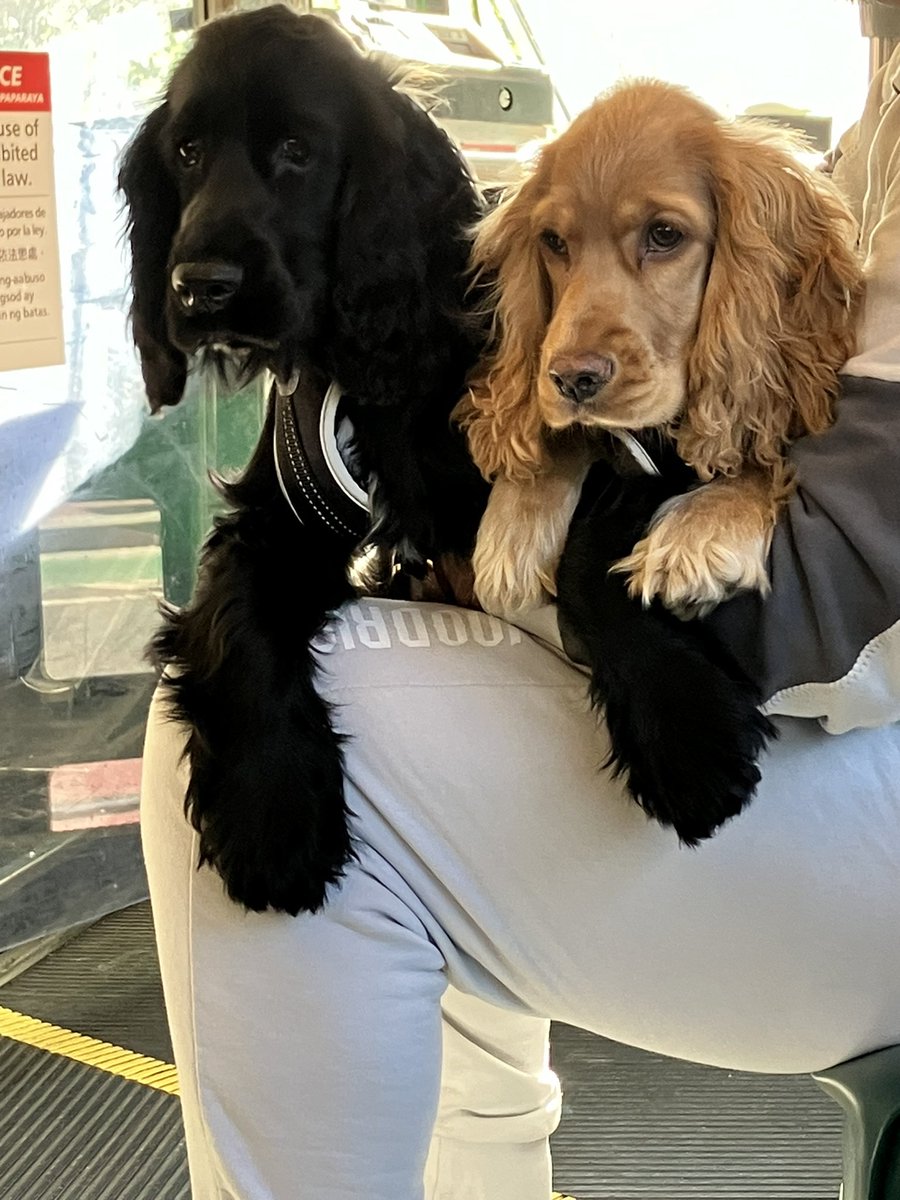 Doochles tweet media