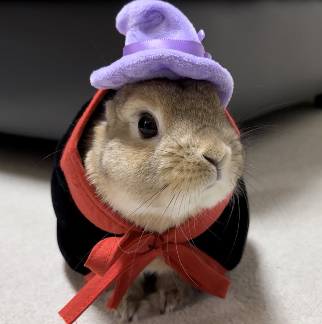 うさぎのうい🐰 tweet media