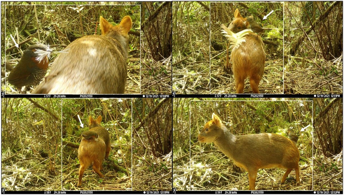 #AustralEcology (@australecology) on Twitter photo #NaturalHistoryNote: Birds using mammal hair for nests is well-known, but kleptotrichy—hair plucking from live animals—is rarely reported! Read more about this behaviour captured in a camera trap in Chile. bit.ly/4e3DL5r #AustralEcology <a href="/EcolSocAus/">Ecological Society of Australia</a> <a href="/WileyEcolEvol/">Wiley Ecology & Evolution</a> #NaturalHistoryNote: Birds using mammal hair for nests is well-known, but kleptotrichy—hair plucking from live animals—is rarely reported! Read more about this behaviour captured in a camera trap in Chile. bit.ly/4e3DL5r #AustralEcology <a href="/EcolSocAus/">Ecological Society of Australia</a> <a href="/WileyEcolEvol/">Wiley Ecology & Evolution</a>