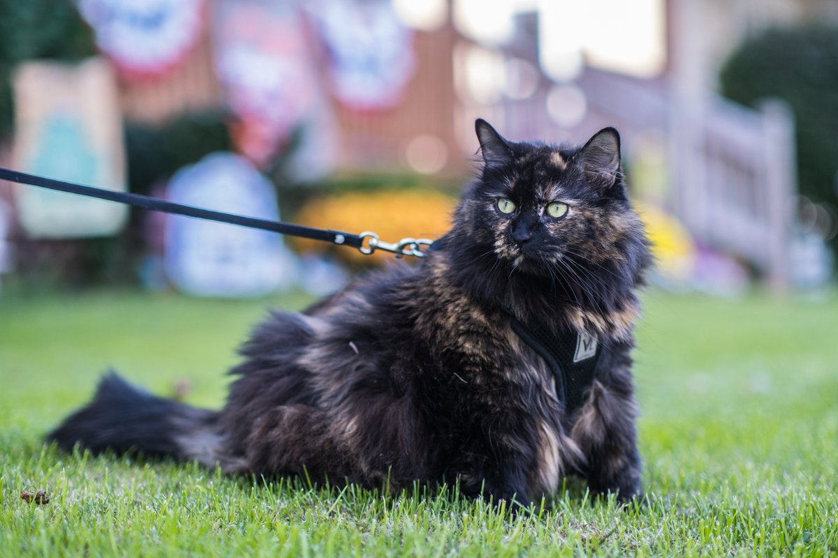 Shane Cole tweet media