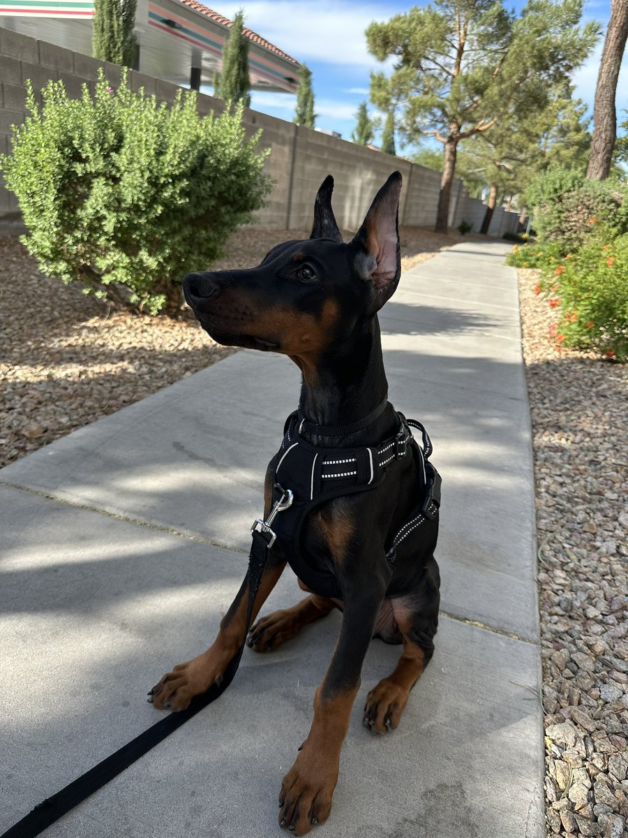 Heyyy, I haven’t been here much lately but I thought I would share this with you. I got a little puppy Doberman. He’s 4 months old now and he's my handsome gentleman 🥹💕🐶 Feel free to follow him on Instagram. ➡️ instagram.com/mrdobie_zeus?i… ⬅️