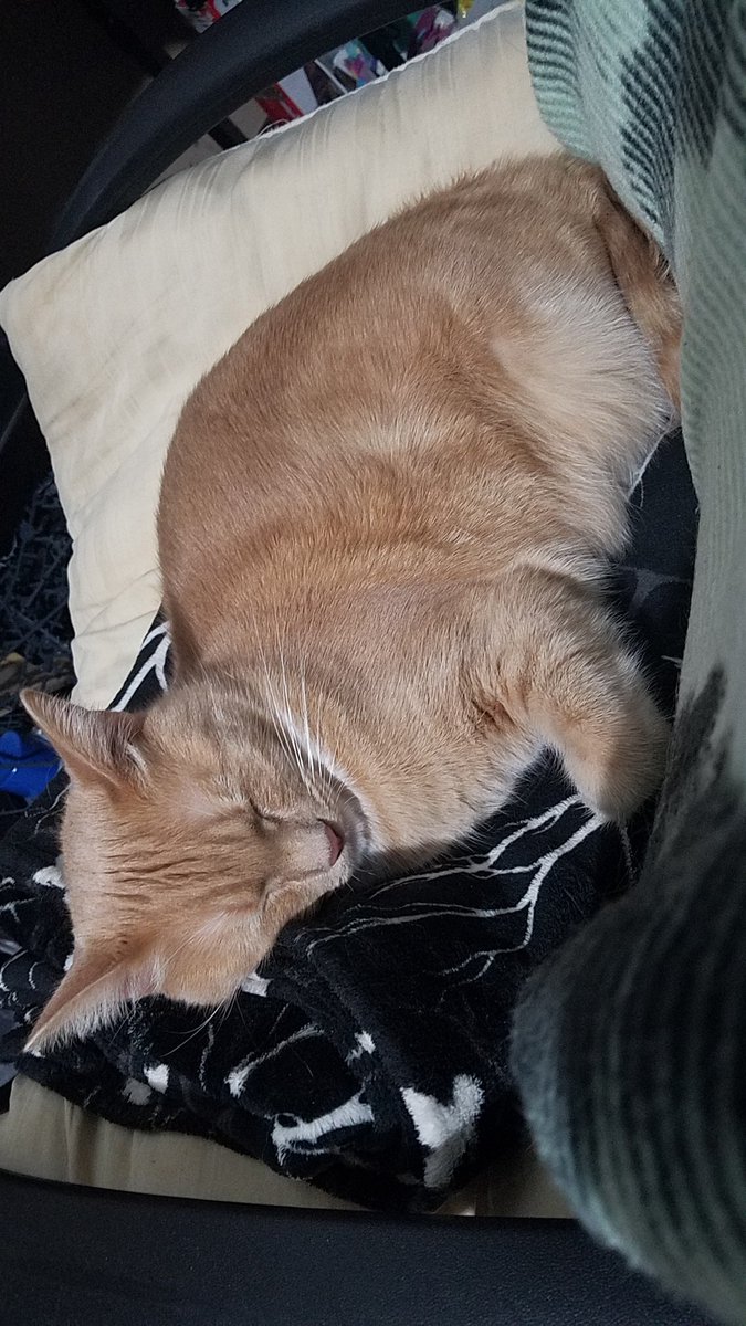 MamaN33k's tweet photo. Working on something else because I really wanted to crochet but wanted to do something knew but not ready for that. Cat pics while you wait. Hope you have a wonderful day, night, whatever. 
#gofundme #chronicillness #chronicpain #gastroparesis #littlevictories #crochet #cat https://t.co/2TaXuVGr9V