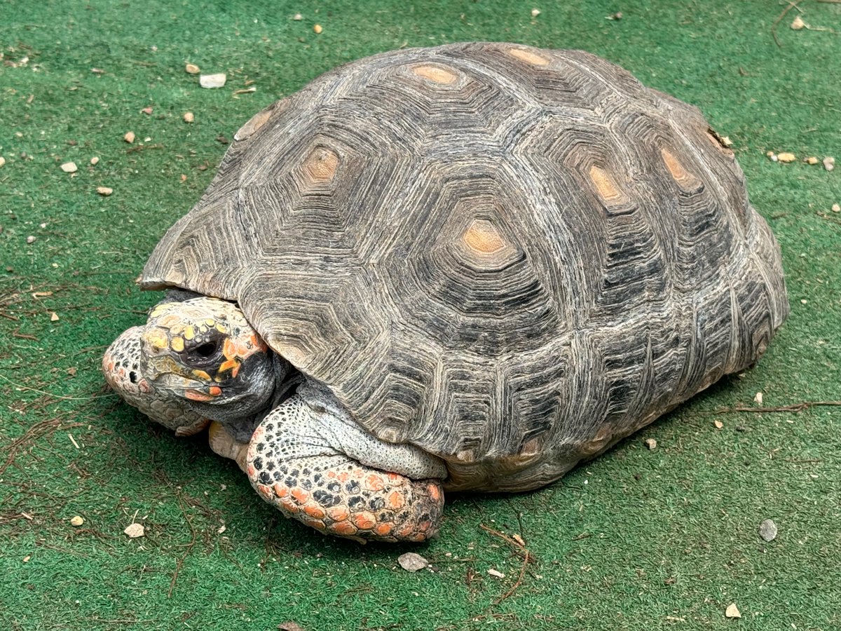 Farm2Veteran's tweet image. 🍂🐢 Hi from our Tortoises at Farm2Veteran on this crisp October day! 🐢🍂

Our shelled friends are slowly exploring their greenhouse and enjoying the autumn sunshine. Feel free to share some tortoise love!

#Farm2Veteran #TortoiseLife #OctoberDays #FarmLife #NatureLovers