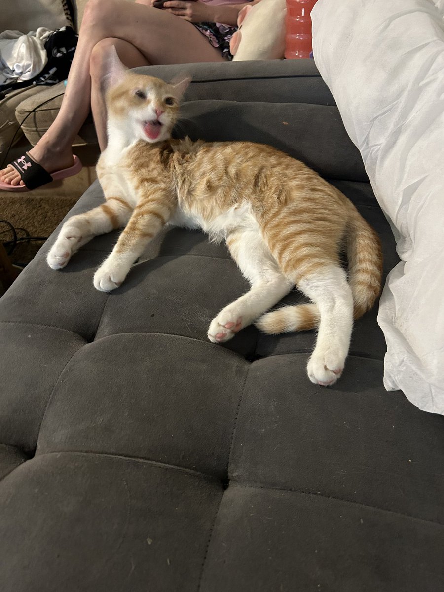wretcheddarknes's tweet photo. My cats 💜

Names:

Dilute Calico: Squeaks
Super closely bonded to me, if I leave for more than 2 days she gets depressed
Loves car rides but gets motion sick

Orange: Marmalade
Lazy boy, but very lovey
Also loves car rides

Torti: Psycho
….
SHE ALSO LOVES CAR RIDES https://t.co/4WN15IhluE
