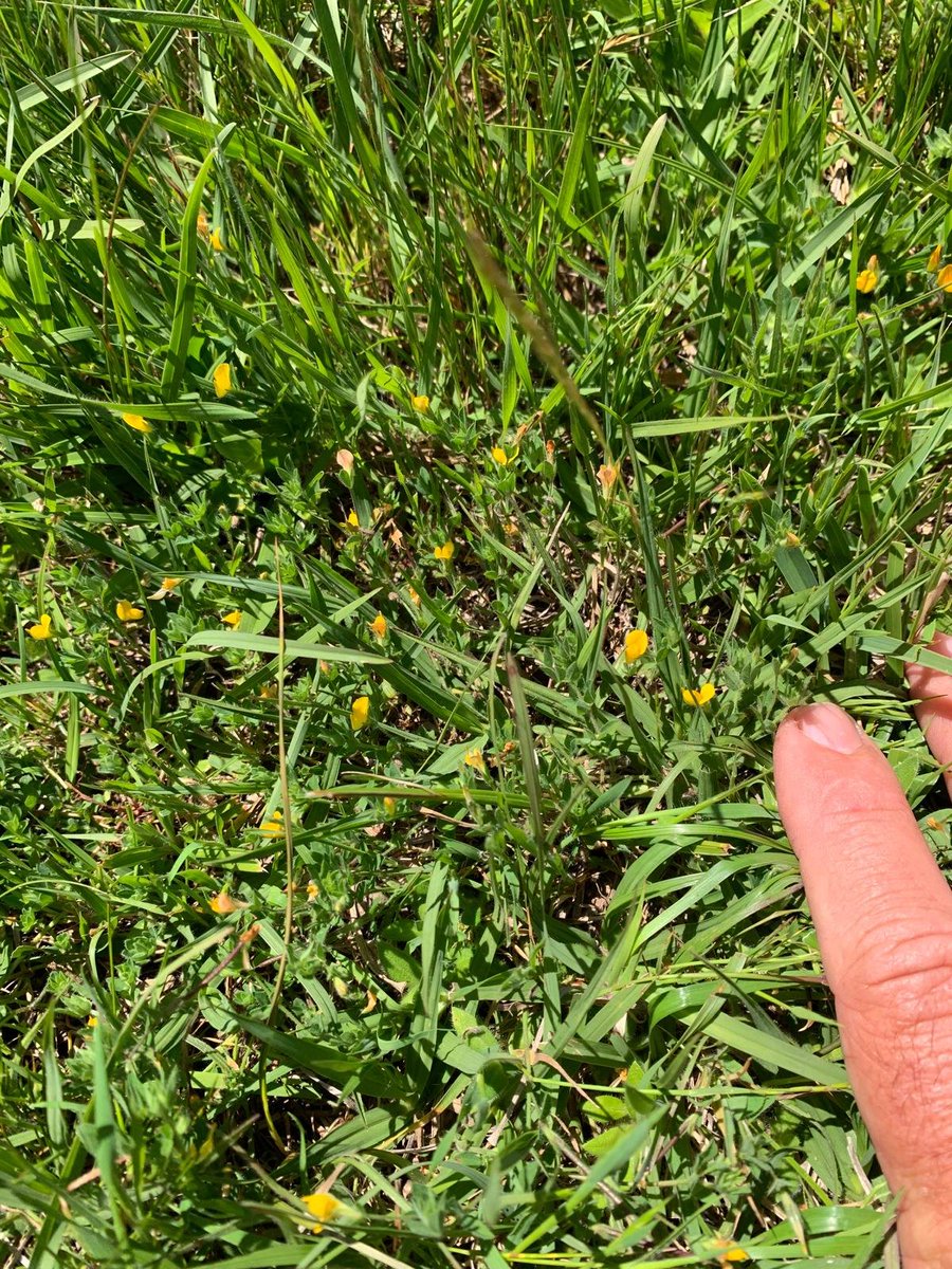 Pasture Genetics tweet media