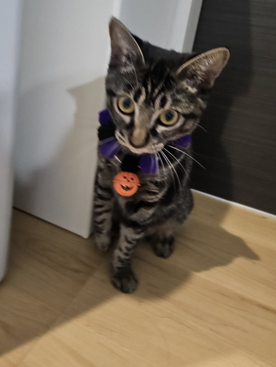 ハロウィン🎃の仮装してみた3匹🐶😺💕