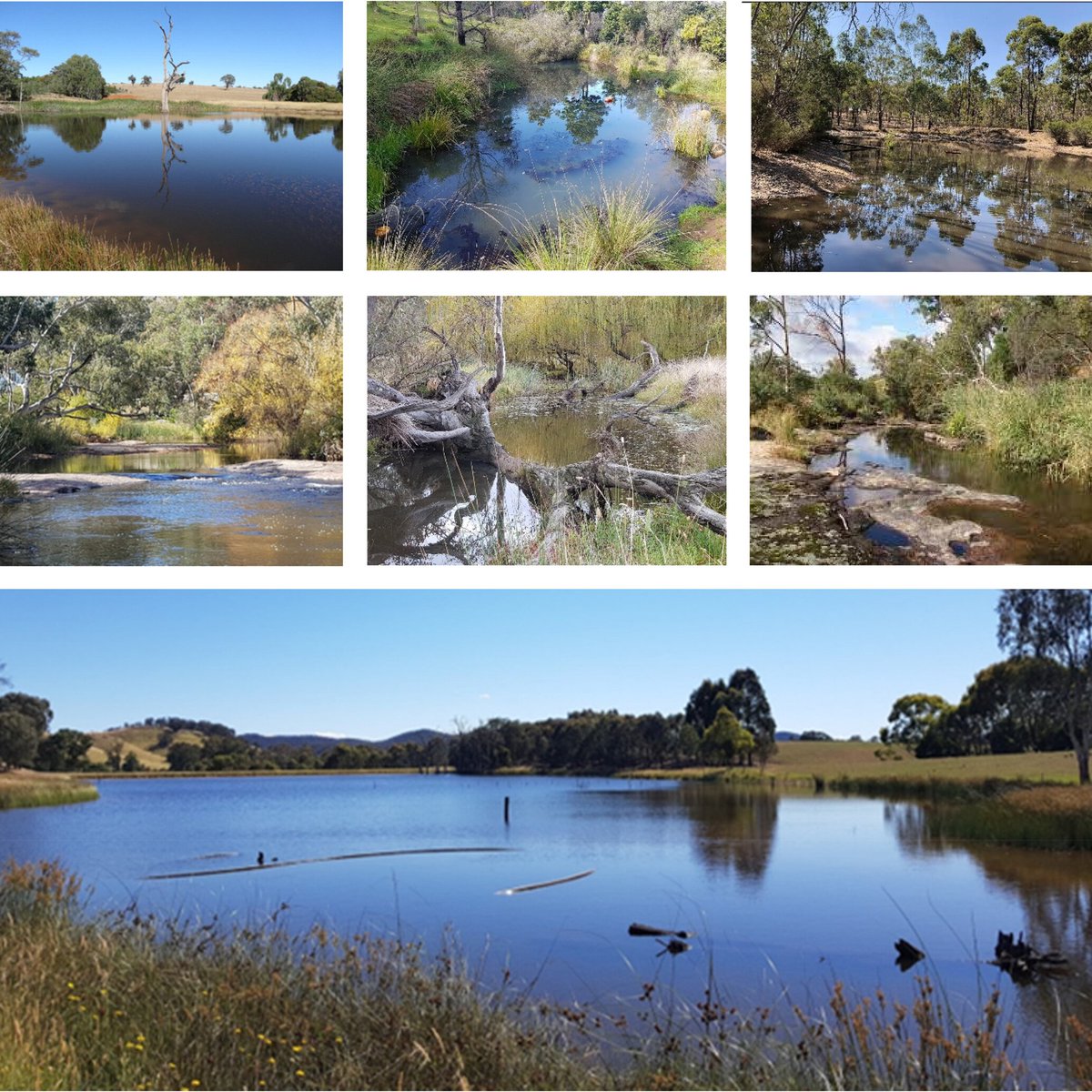 #AustralEcology (@australecology) on Twitter photo With freshwater fish facing global extinction risks, this #AustralEcology study finds semi-artificial farm dams can serve as refuge habitats for threatened species like the southern pygmy perch. <a href="/EcolSocAus/">Ecological Society of Australia</a> <a href="/WileyEcolEvol/">Wiley Ecology & Evolution</a>
bit.ly/3Uwz5Ox With freshwater fish facing global extinction risks, this #AustralEcology study finds semi-artificial farm dams can serve as refuge habitats for threatened species like the southern pygmy perch. <a href="/EcolSocAus/">Ecological Society of Australia</a> <a href="/WileyEcolEvol/">Wiley Ecology & Evolution</a>
bit.ly/3Uwz5Ox