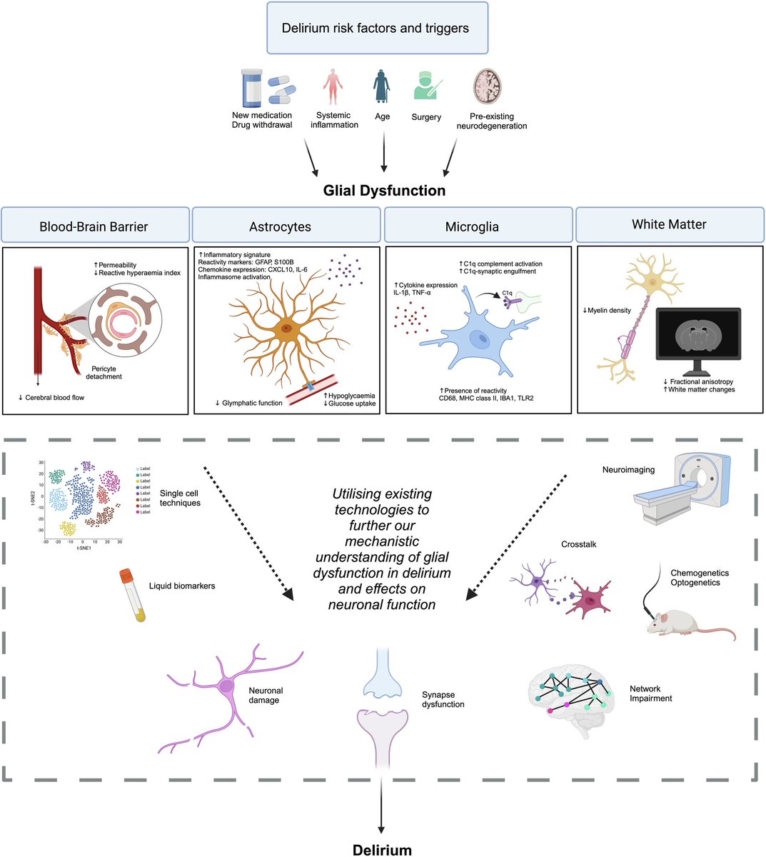 NeuralCell's tweet photo. What's the role of #glia in delirium? 🧠 

@UKDRI authors, including @ainebheffernan and Dr. Maria Stavrou discuss how #astrocyte pathology, including reactive microglia and white matter changes may contribute to the pathogenesis of delirium.

🔎 https://t.co/JnZJrBUxSU https://t.co/pNhhu3Nbqj