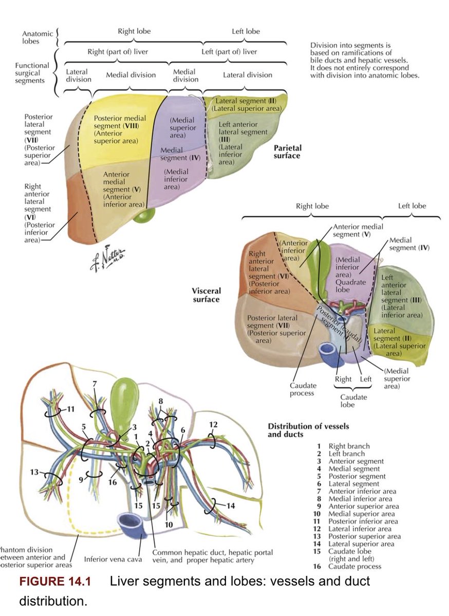 Liver anatomy