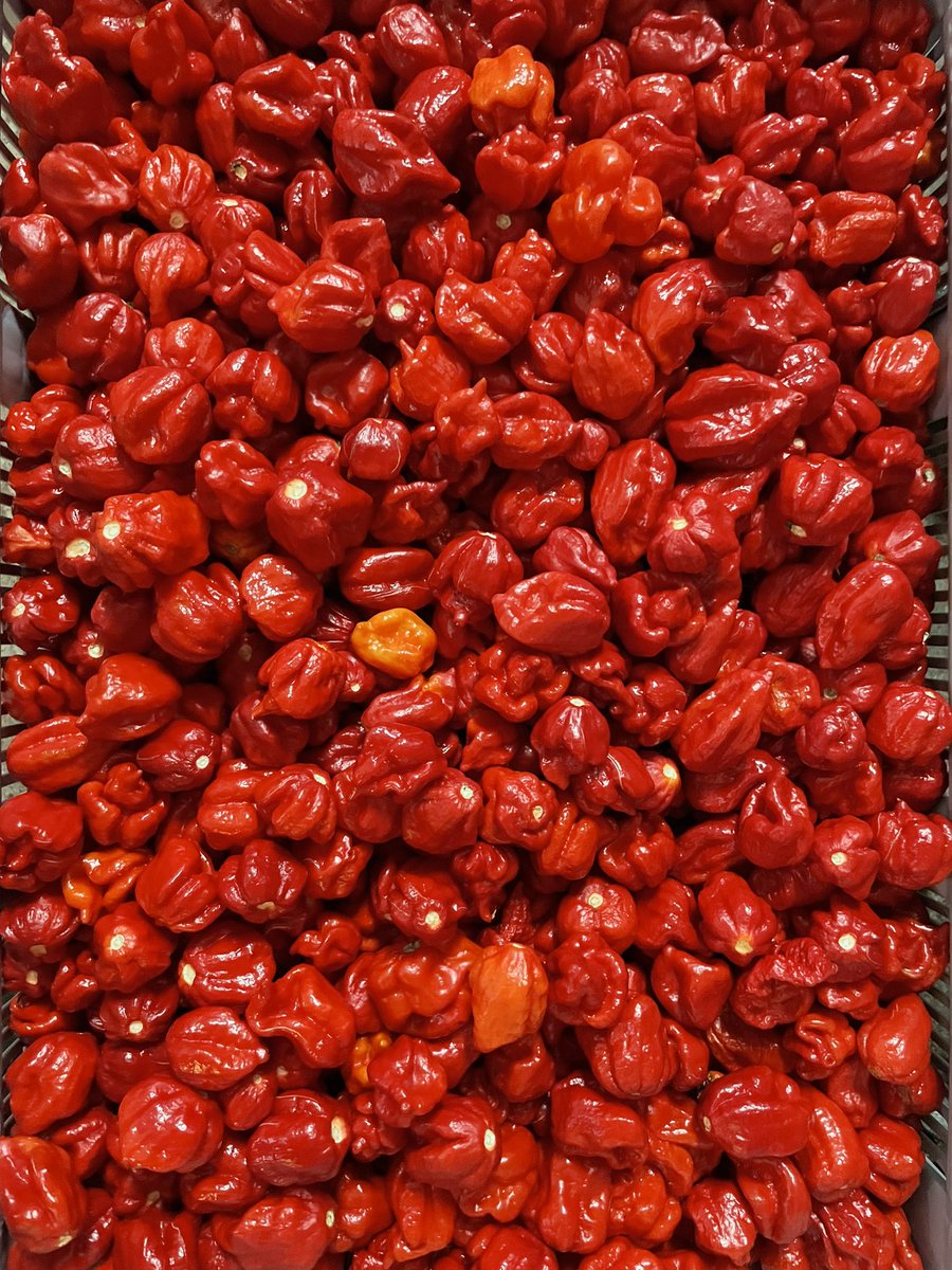 Pepperfire's tweet photo. @bobbydilettante Dude? I co-own @Peppermaster.com

Can you handle it? I live for making grown men cry, my friend. https://t.co/BTAstXklHe
