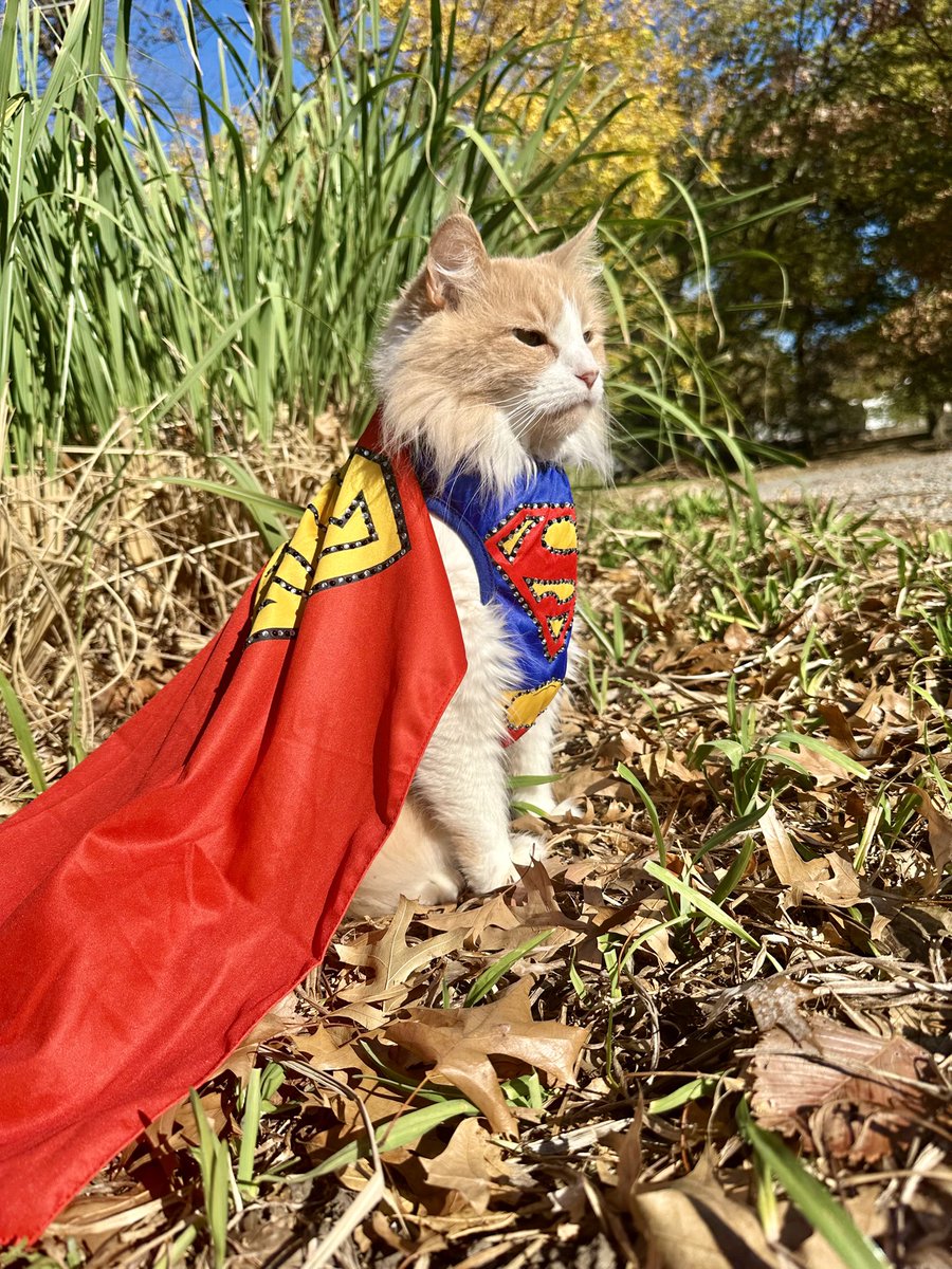 bobfreakinburk's tweet image. “There is a superhero in all of us. We just need the courage to put on the cape.” Fear not, citizens. Adventure Cat is always here.
Happy Halloween from #FortKickAss. #HerNameIsCheese