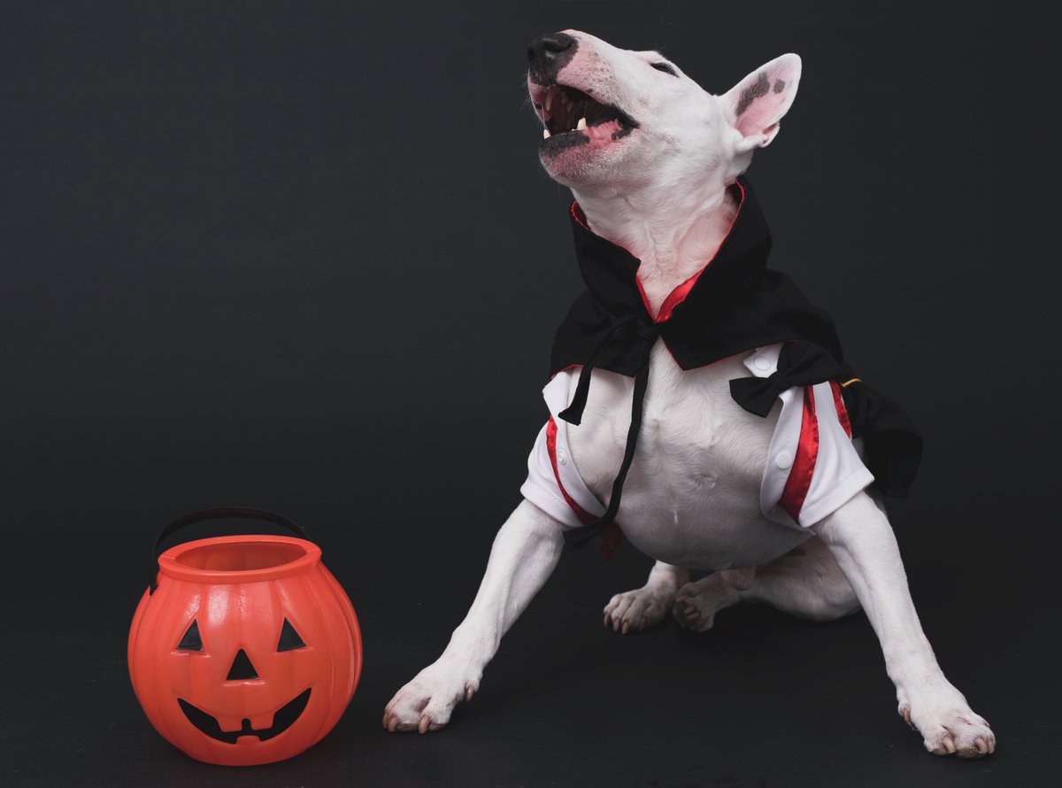 Rockystravels's tweet photo. Halloween throwback! Rocky didn’t know if he was a werewolf or a vampire and combined both instead 🤣 Rocky’s first ever big photoshoot and he did so great 🎃 🐺 🧛♂️
#vampiredog #bullterrier https://t.co/bUI7Hv9BzM