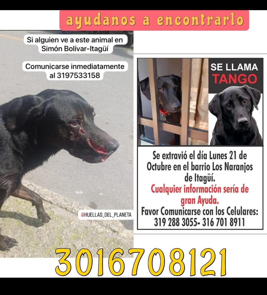 paubte's tweet photo. @AlcaldiaItagui Si es el mismo perritos, no será que tiene hogar y lo pueden ubicar en este número. Esta publicación anda circulando también. https://t.co/BUFjhSKl00